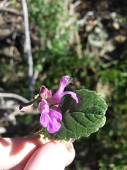 Salvia pinguifolia
