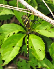 Macromia pacifica