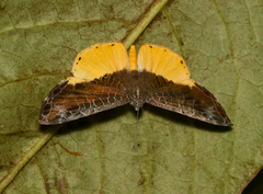 Catocyclotis aemulius