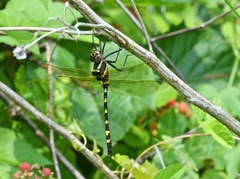 Macromia pacifica