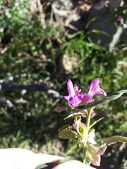 Salvia pinguifolia