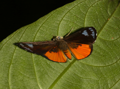 Calospila parthaon