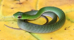 Drymobius chloroticus