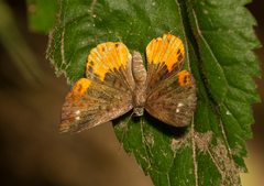 Calospila parthaon