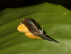 Catocyclotis aemulius