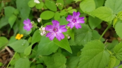 Mirabilis violacea