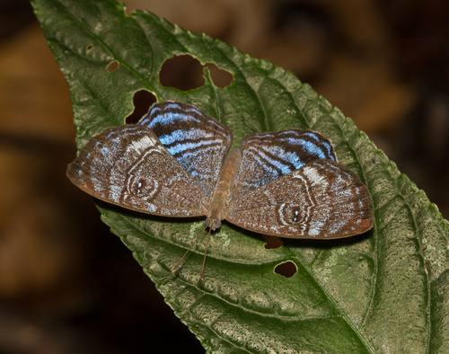 Semomesia geminus