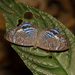 Semomesia geminus - Photo (c) Arnold Wijker, algunos derechos reservados (CC BY-NC), subido por Arnold Wijker
