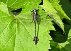 Gomphurus ventricosus