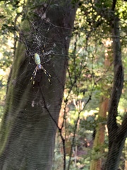 Trichonephila clavata