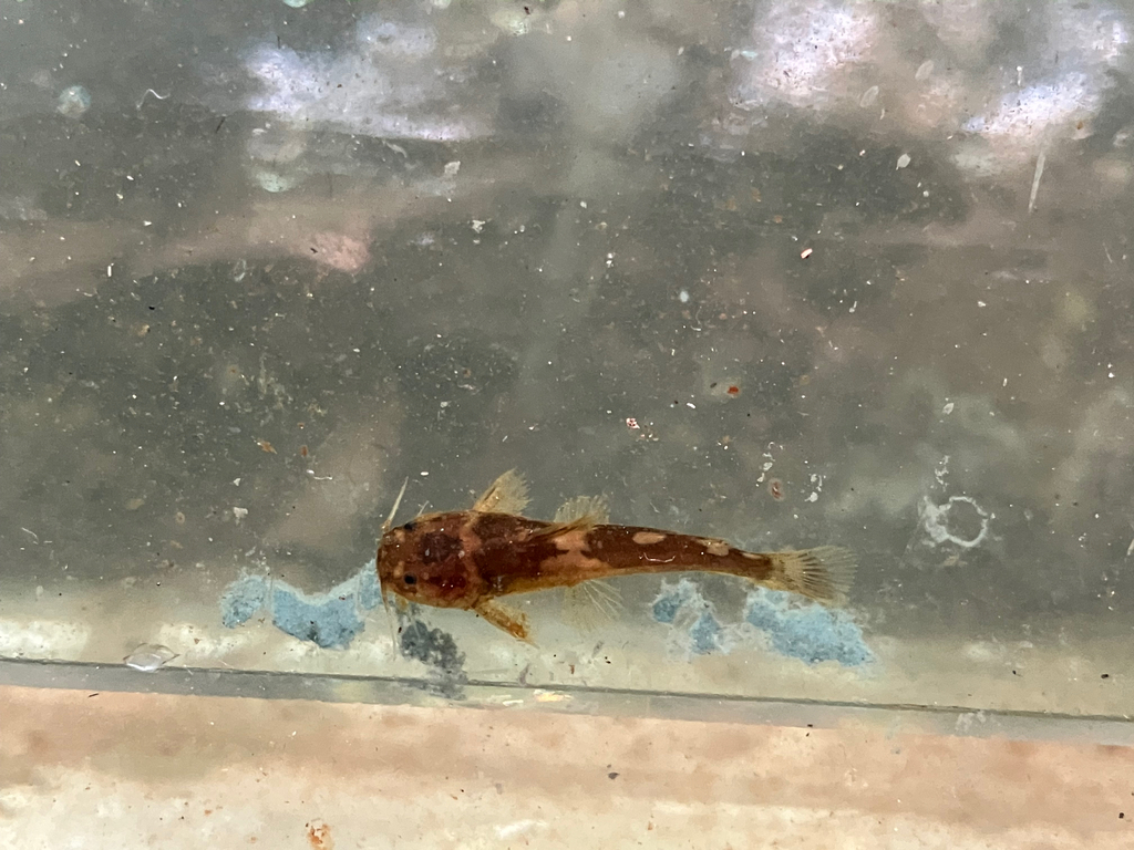 Bumblebee Catfish