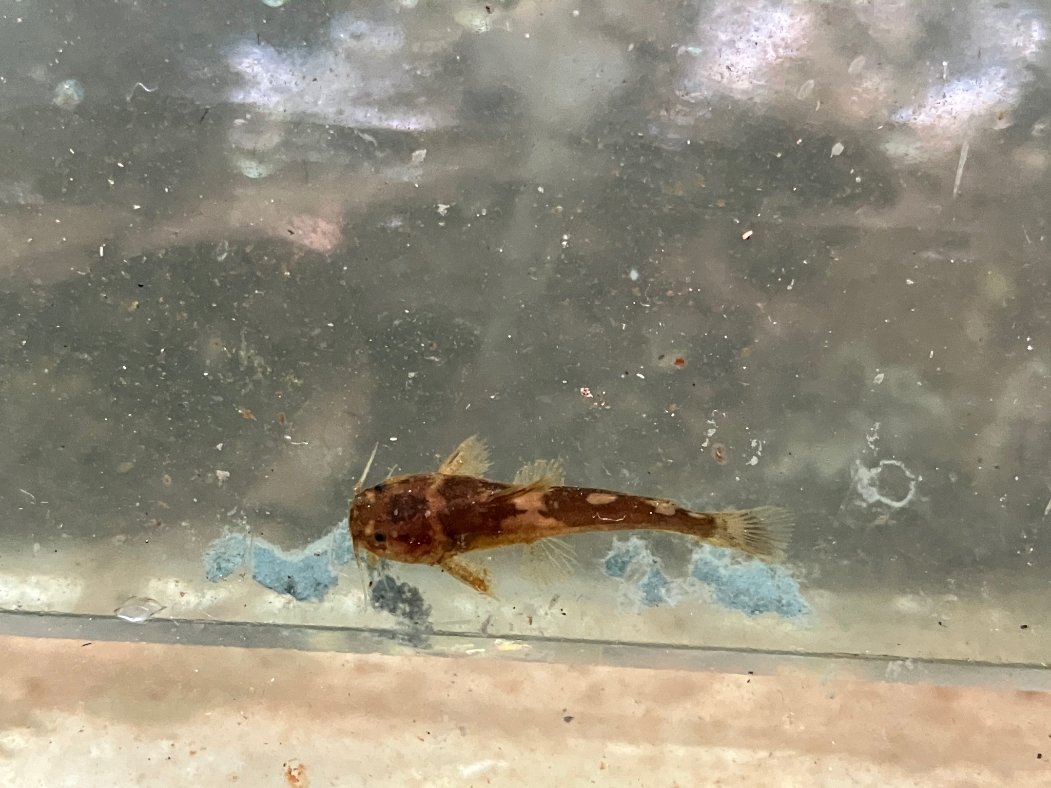 Bumblebee Catfish photo 3
