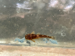 Bumblebee Catfish photo 1
