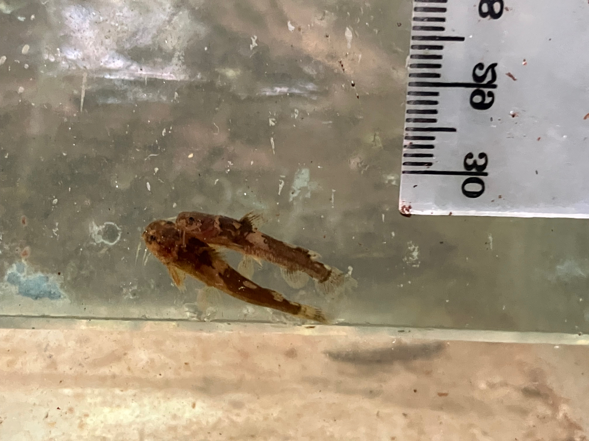 Bumblebee Catfish photo 4