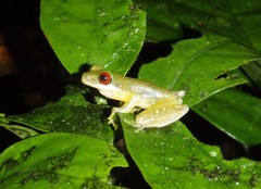 Duellmanohyla salvavida