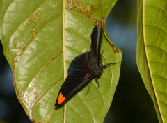 Melanis unxia