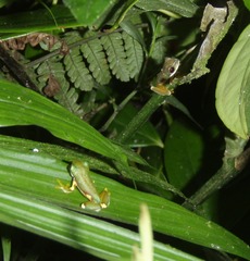 Duellmanohyla salvavida