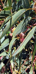 Eucalyptus cosmophylla