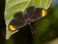 Melanis unxia
