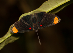 Melanis unxia