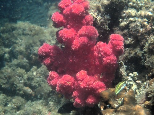 Soft coral