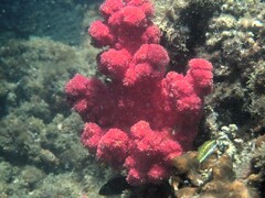 Soft Coral