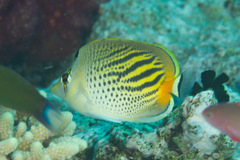 Chaetodon pelewensis