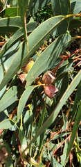 Eucalyptus cosmophylla