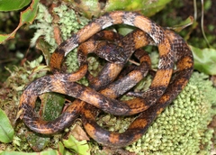 Sibon dimidiatus