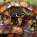 Culebra Caracolera Cordel Negro - Photo (c) Josiah Townsend, algunos derechos reservados (CC BY-NC-ND), subido por Josiah Townsend