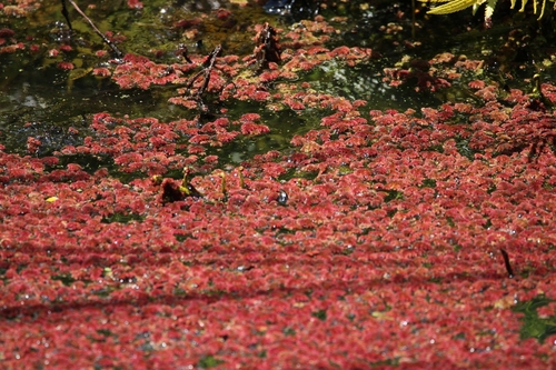 Azolla, 2025-08-23