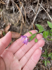 Rhinotropis californica, photograph Daniel Das, CC0, iNaturalist via GBIF
