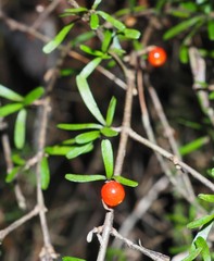 Coprosma cuneata