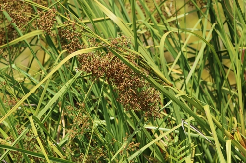 Cladium mariscus observed 2025-08-23