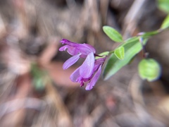 Rhinotropis californica, photograph Daniel Das, CC0, iNaturalist via GBIF