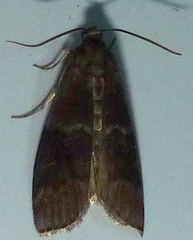 Euzophera ostricolorella