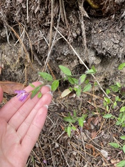 Rhinotropis californica, photograph Daniel Das, CC0, iNaturalist via GBIF