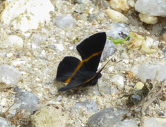 Parcella amarynthina