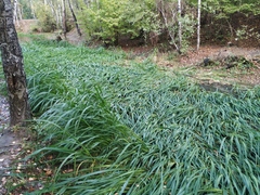 Zizania latifolia