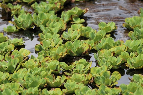 Pistia stratiotes observed 2025-08-23