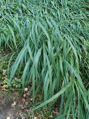 Zizania latifolia