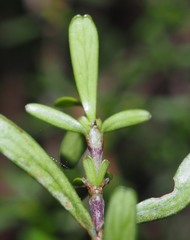 Coprosma cuneata