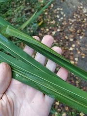 Zizania latifolia