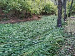 Zizania latifolia