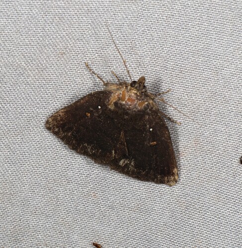 Corethrobela melanophaes