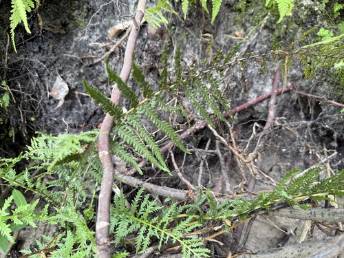 Amauropelta resinifera, 2025-08-09