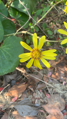 Farfugium japonicum