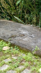 Salvator merianae