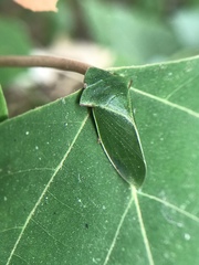 Tituria planata