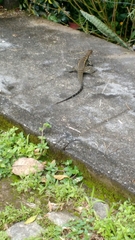 Salvator merianae